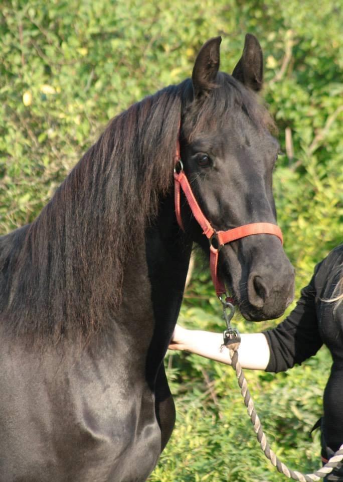 Frieser Jackie af Birkely - D. 3.10.2014 Fotograf: Krikken billede 1