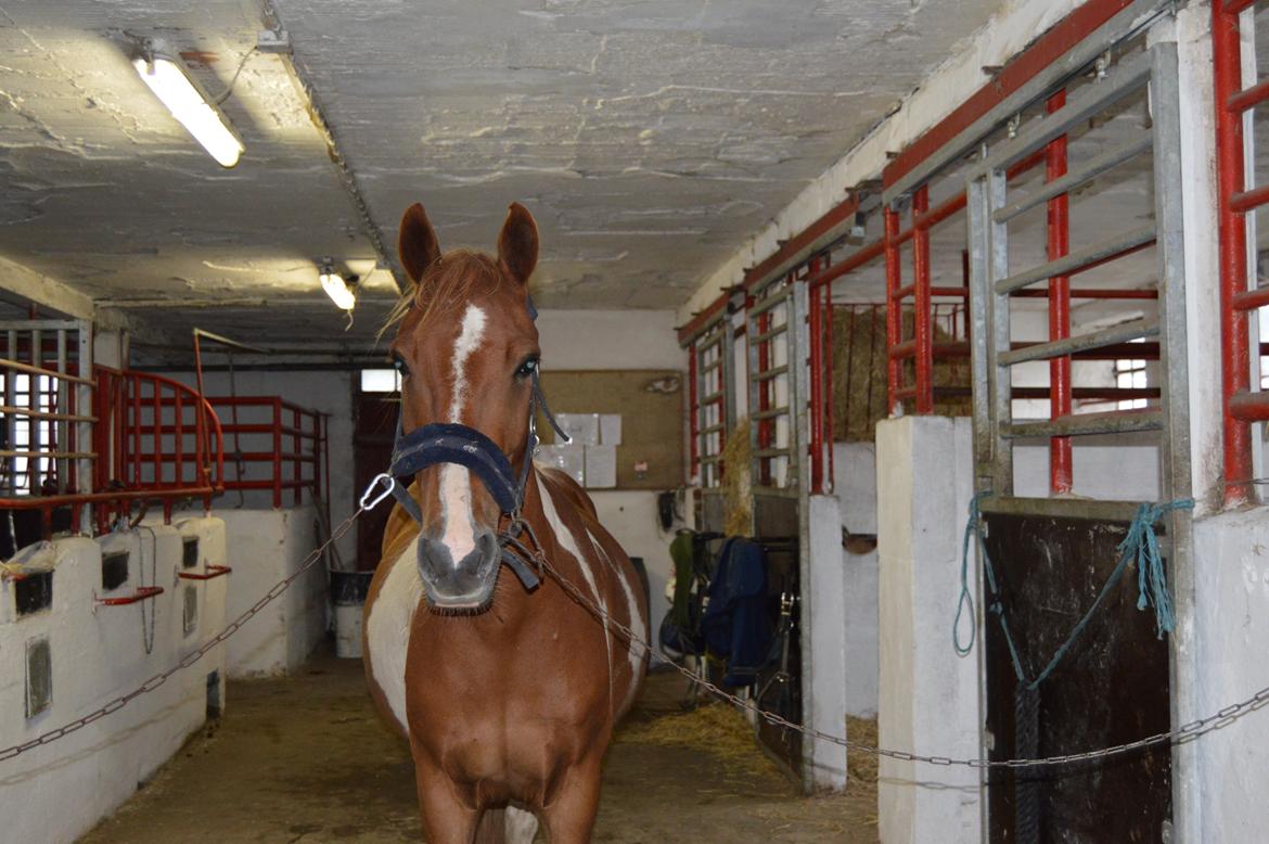 Anden særlig race Spike - Velkommen til Spike's profil! billede 2