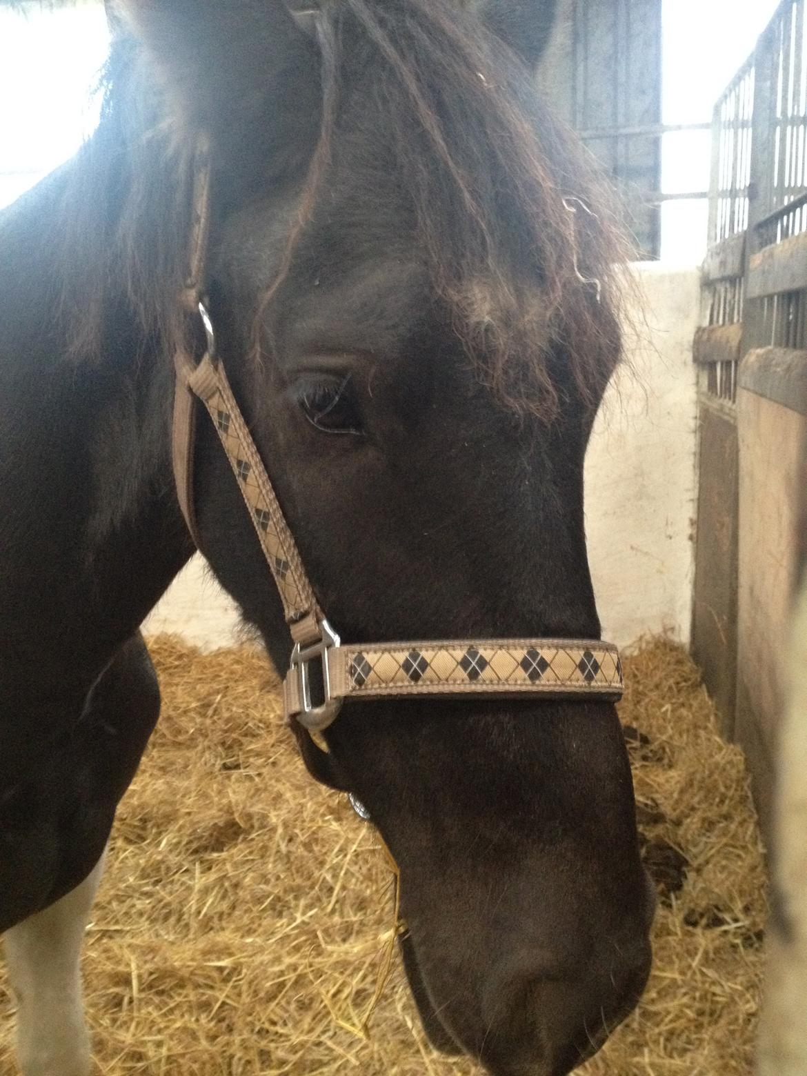 Barockpinto Rialto Bertram - Jeg er da lidt sød ... billede 6