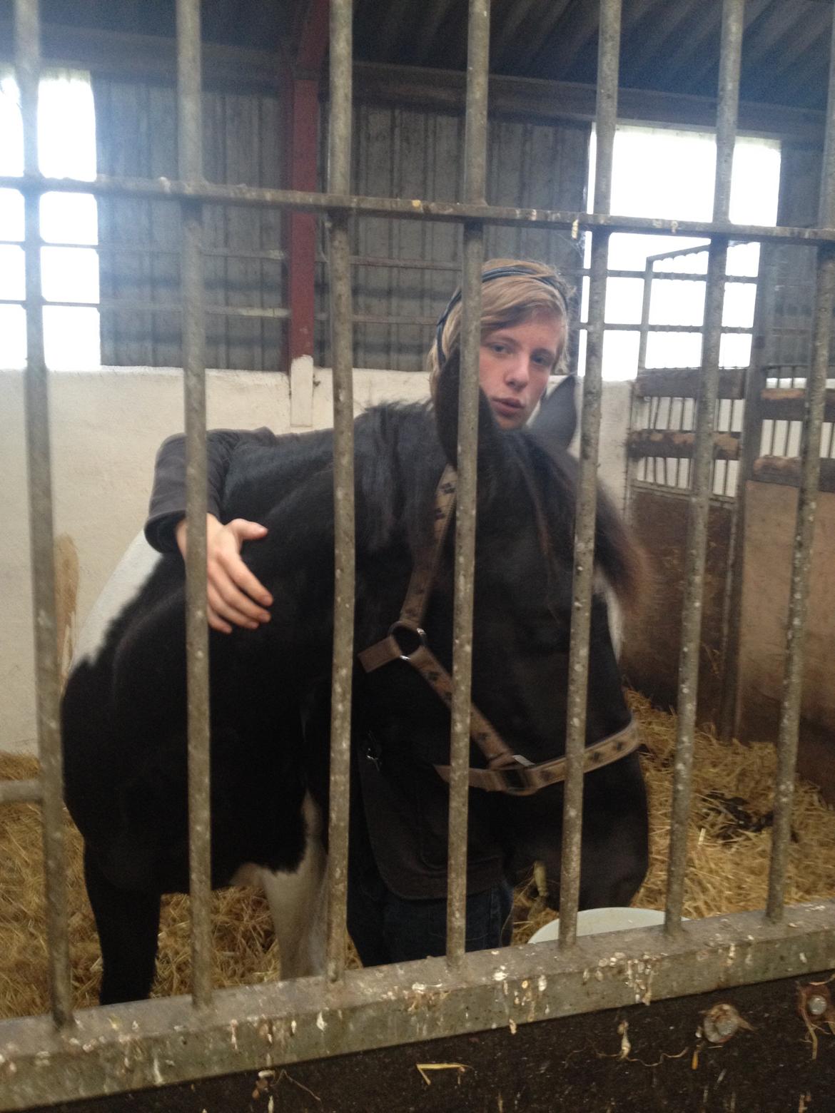 Barockpinto Rialto Bertram - To dyr i boksen ;) billede 8