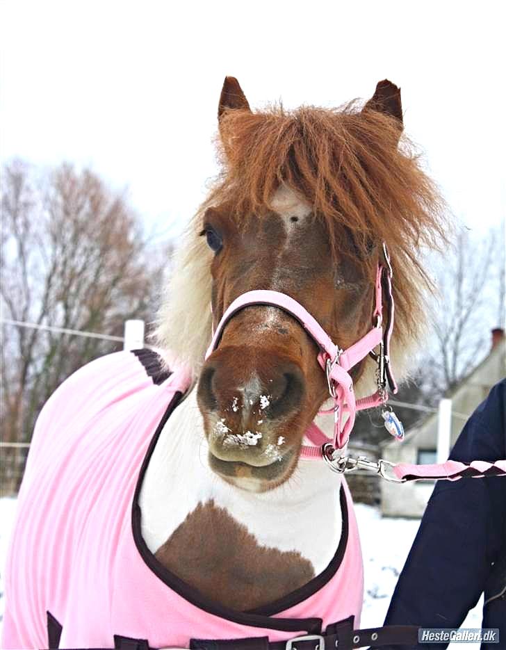 Anden særlig race Pony Margrethe enhjørningen solgt - Den sødeste pony i verden med baby lyserød<3 Foto: Mor billede 14