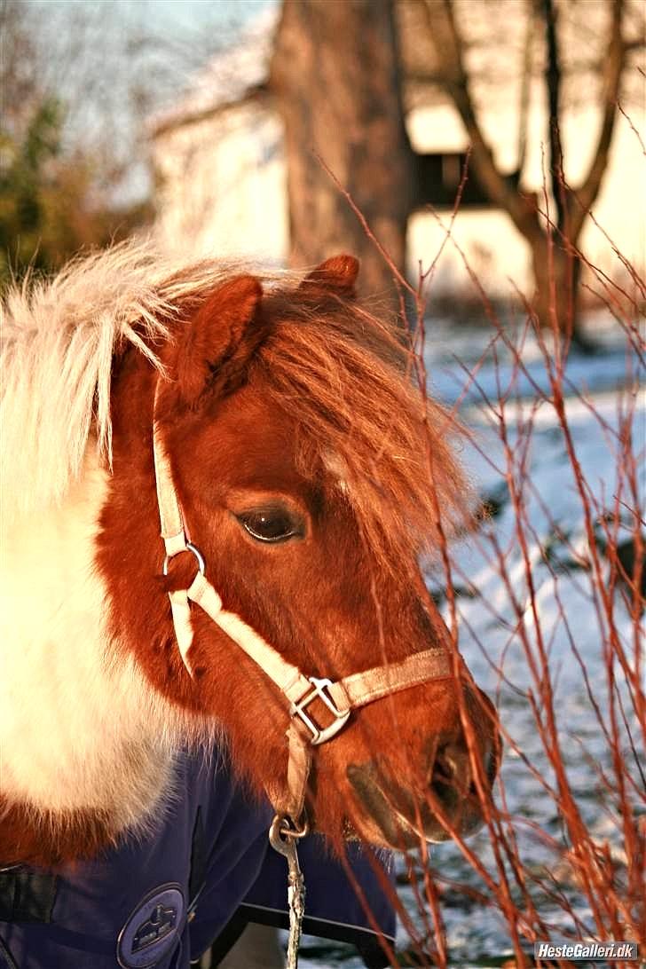 Anden særlig race Pony Margrethe enhjørningen solgt - Foto: Mor billede 16