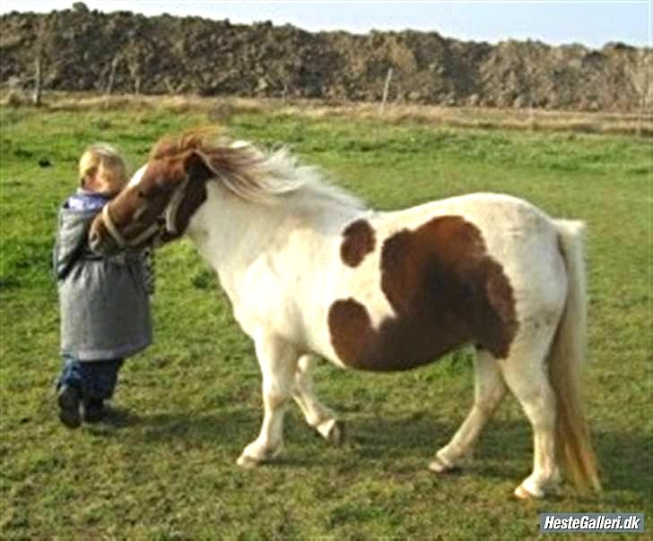 Anden særlig race Pony Margrethe enhjørningen solgt - Foto: Mor billede 15