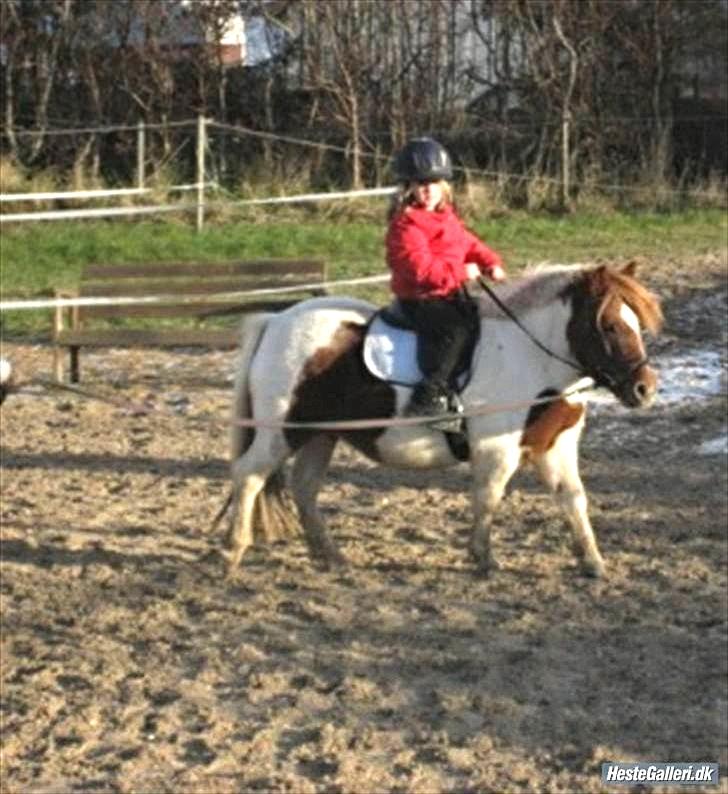 Anden særlig race Pony Margrethe enhjørningen solgt - Foto: Mor billede 13