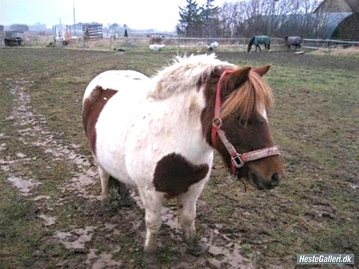 Anden særlig race Pony Margrethe enhjørningen solgt - En rigtig mudder prinsesse<3 Foto: Mor billede 12