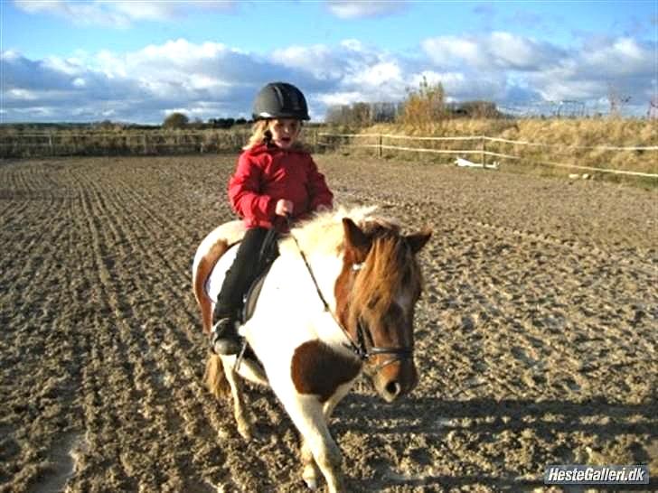 Anden særlig race Pony Margrethe enhjørningen solgt - Foto: Mor billede 11