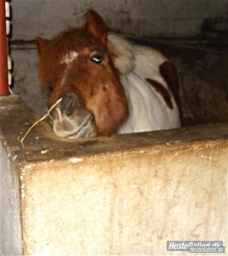 Anden særlig race Pony Margrethe enhjørningen solgt - Ihh hvor det altså klør! <3

foto mor billede 7