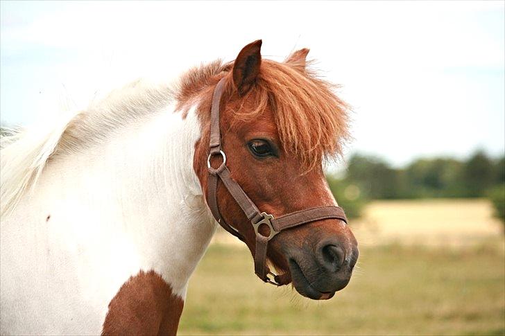 Anden særlig race Pony Margrethe enhjørningen solgt - Foto: Mor billede 4