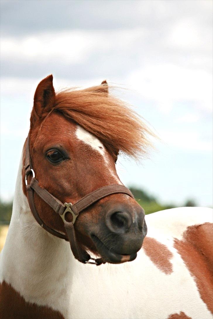 Anden særlig race Pony Margrethe enhjørningen solgt - En rigtig dronning Margrethe<3

foto mor billede 2