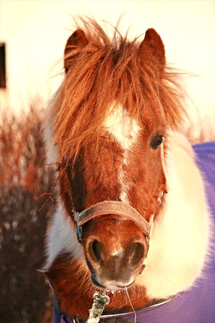 Anden særlig race Pony Margrethe enhjørningen solgt - Foto: Mor billede 1