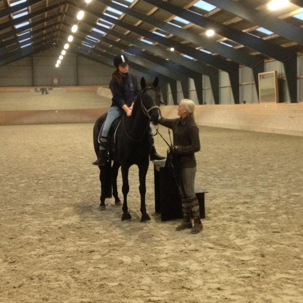 Dansk Varmblod Alphabeat - Den 17. oktober 2014 billede 21