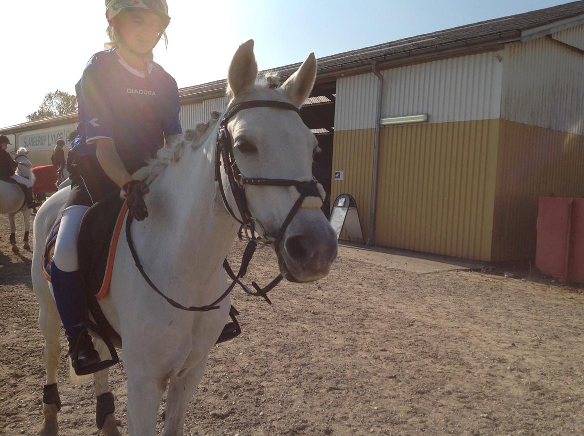 Welsh Partbred (Sec F) Ballettens Silent Victory - På SLR billede 3