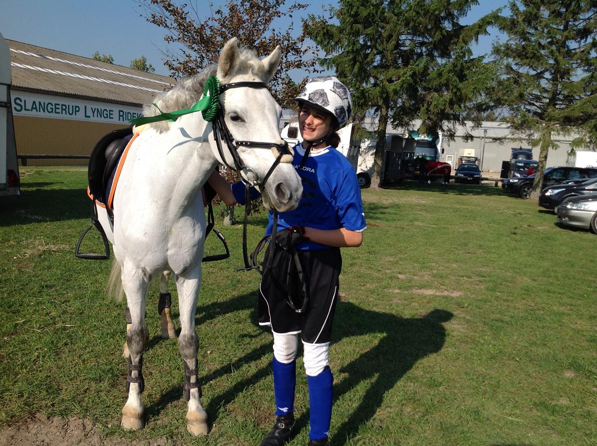 Welsh Partbred (Sec F) Ballettens Silent Victory - SLR LB** chokoladecup billede 17