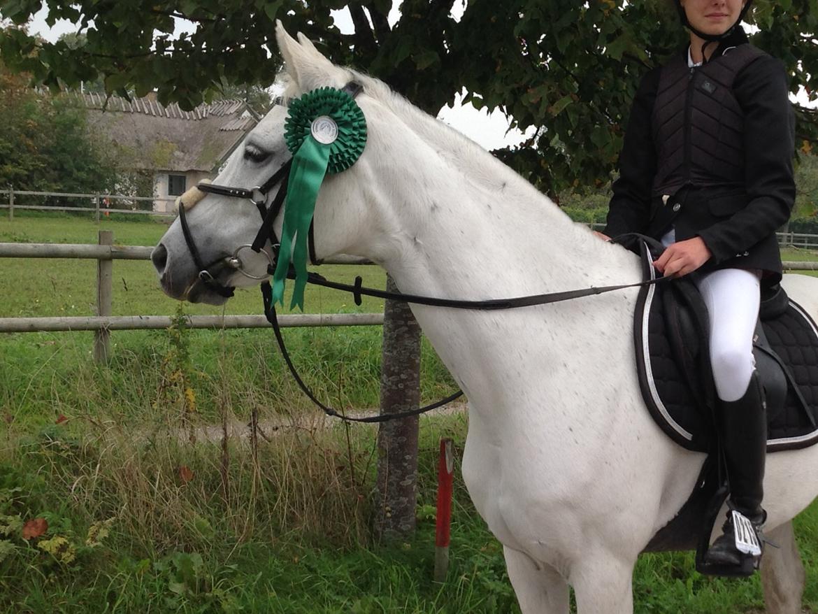 Welsh Partbred (Sec F) Ballettens Silent Victory - Efter vores første LA sammen billede 6