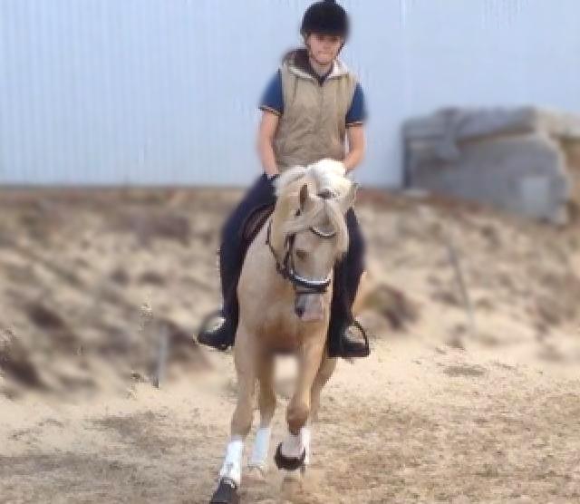 DSP Horsebjergs Dusty Moon - Dressur :-) billede 2