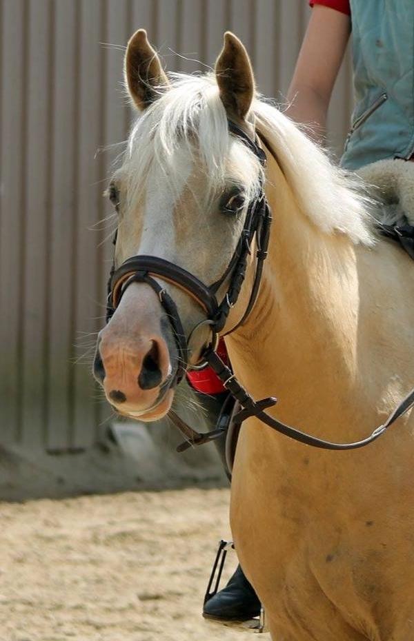 DSP Horsebjergs Dusty Moon - Smukke Dus :-) billede 4