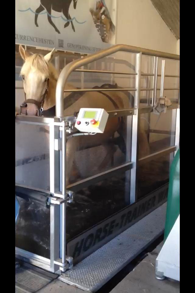 DSP Horsebjergs Dusty Moon - Dusty på vandløbebånd, hos søde Katja :-) billede 10