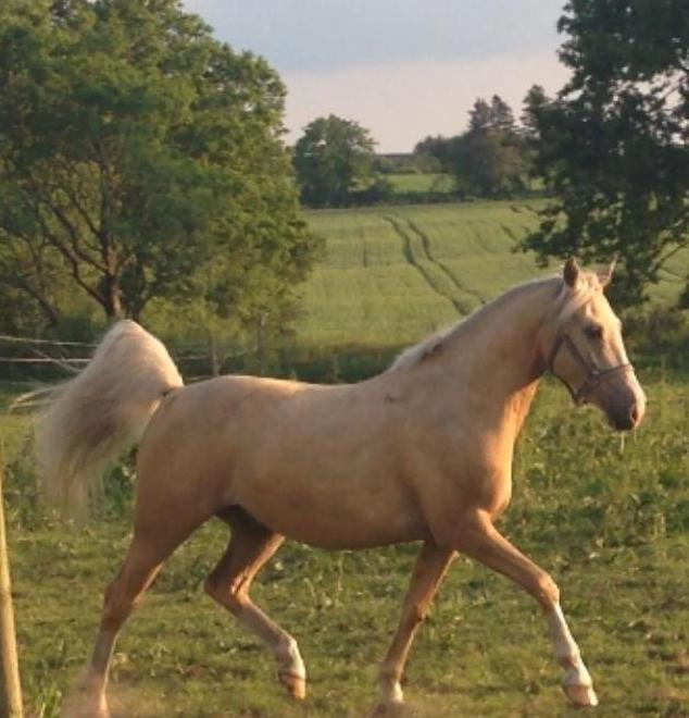 DSP Horsebjergs Dusty Moon - Første dag på folden :-) billede 16