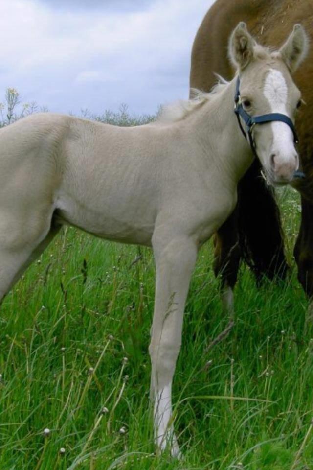 DSP Horsebjergs Dusty Moon - Ikke til at stå for <3 billede 14