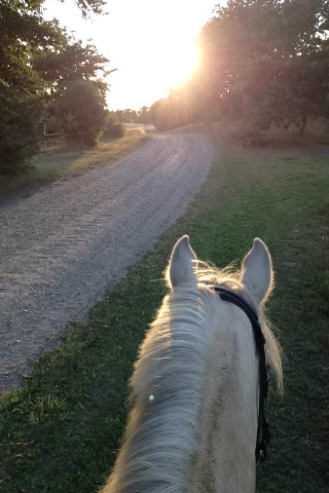 DSP Horsebjergs Dusty Moon - En dejlig tur i aftensolen :-) billede 9