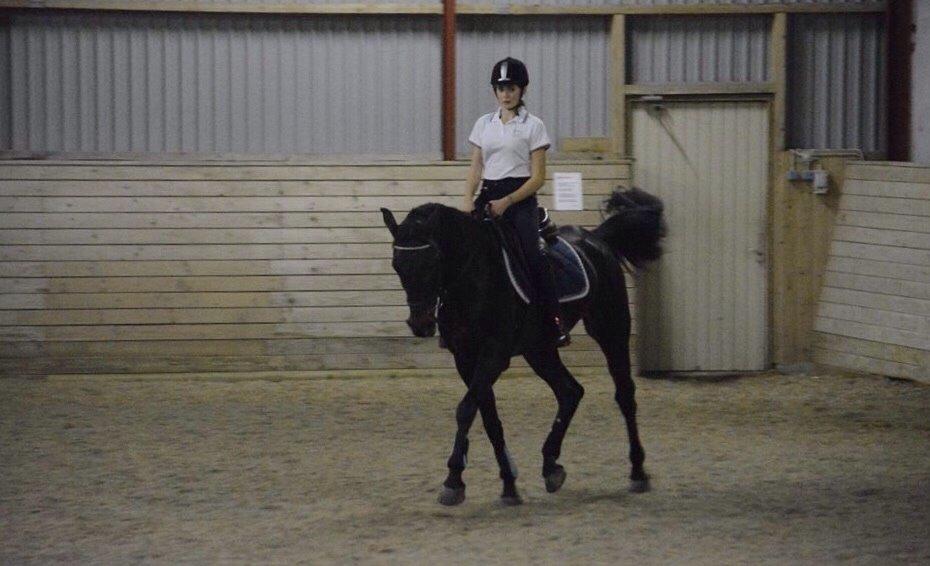 Fuldblod (XX) Timo billede 3