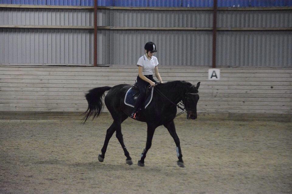 Fuldblod (XX) Timo billede 1