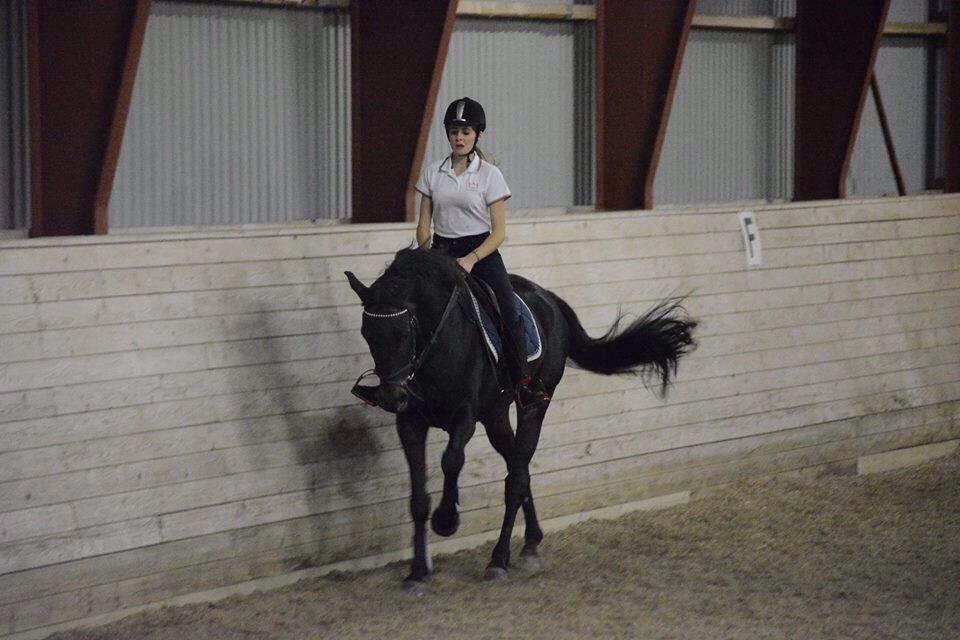 Fuldblod (XX) Timo billede 4