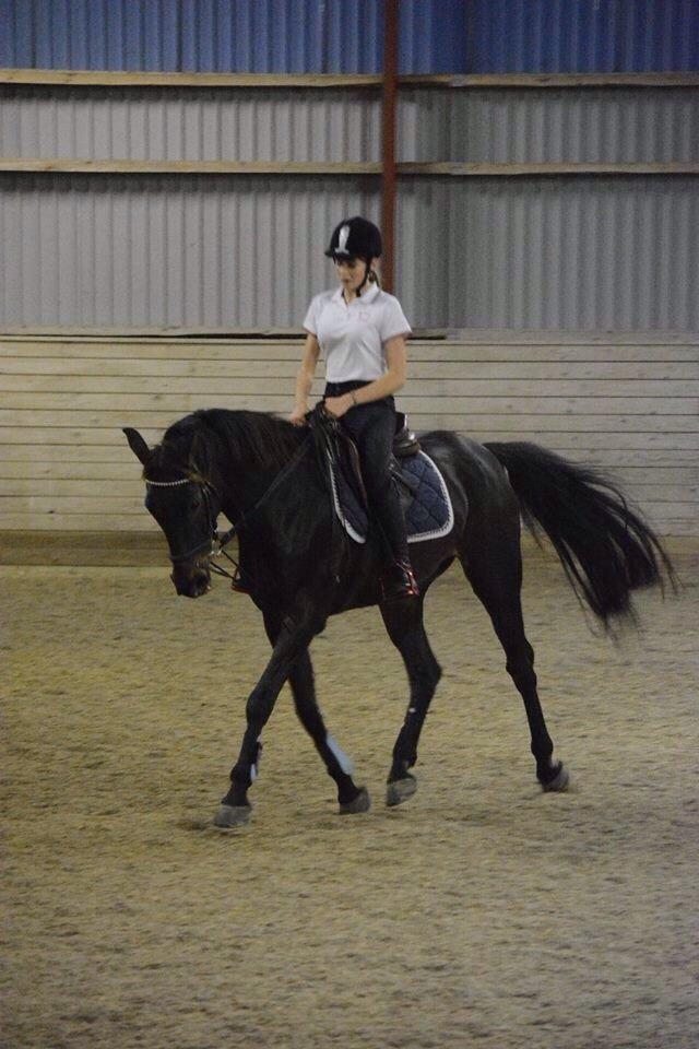 Fuldblod (XX) Timo billede 2