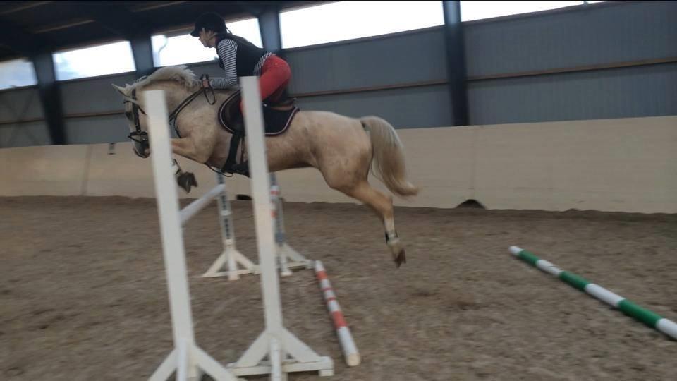 DSP Horsebjergs Dusty Moon - Springtræning :-) billede 20