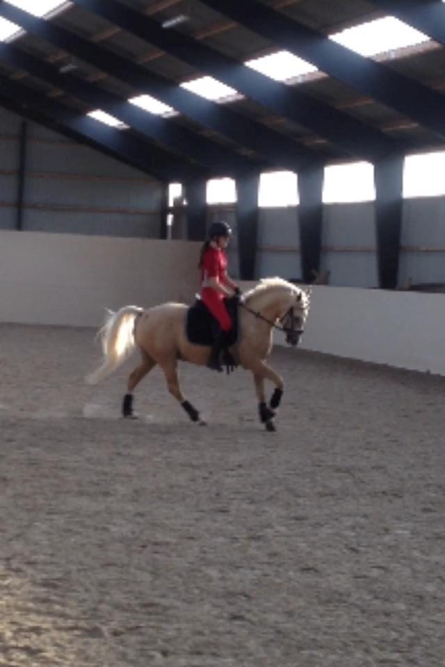 DSP Horsebjergs Dusty Moon - Dressurtræning. billede 17