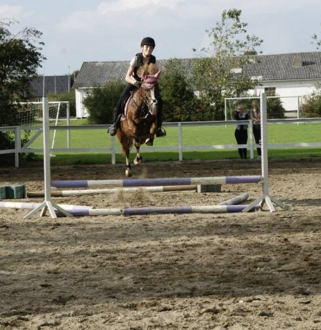 New Forest Kærgaardens Mynte billede 12