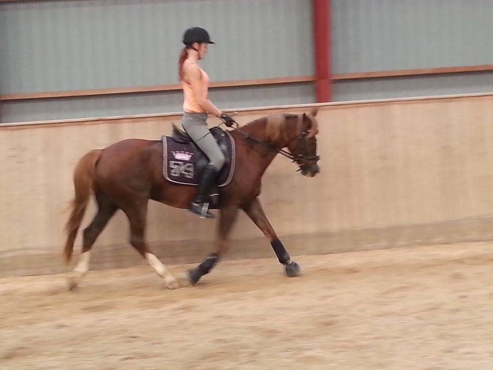 New Forest Kærgaardens Mynte billede 14