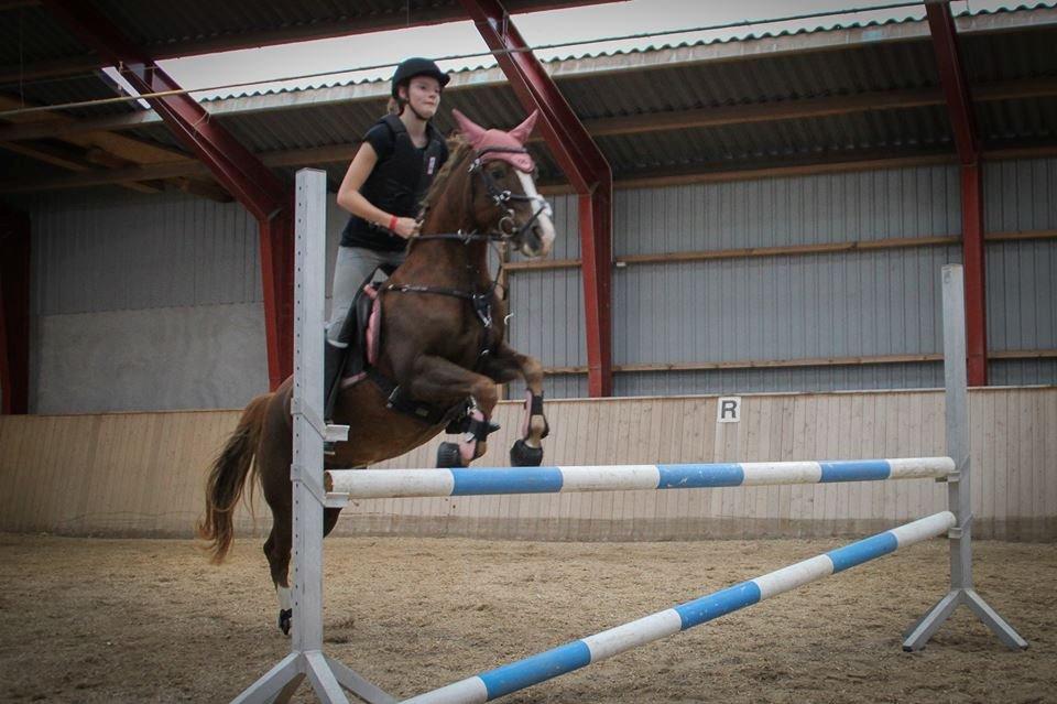 New Forest Kærgaardens Mynte billede 2