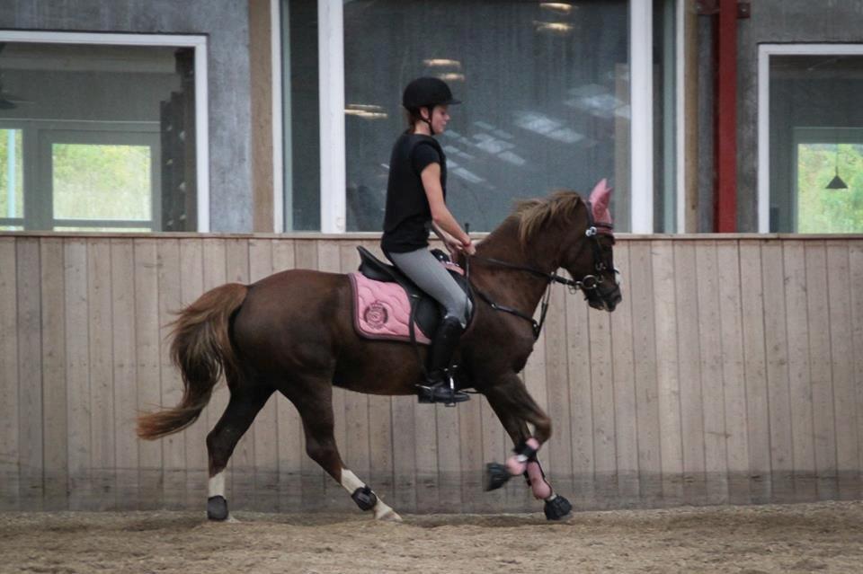 New Forest Kærgaardens Mynte billede 19