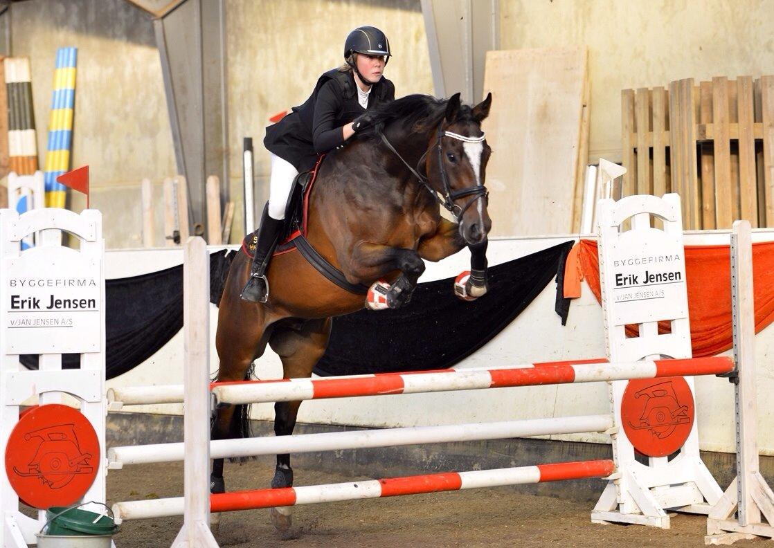 Dansk Varmblod Kildebo's Heartcon billede 2