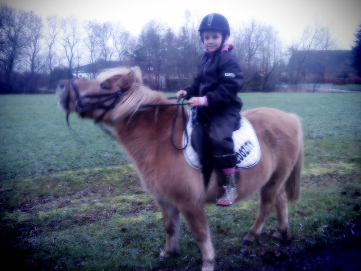 Shetlænder Desisy billede 2