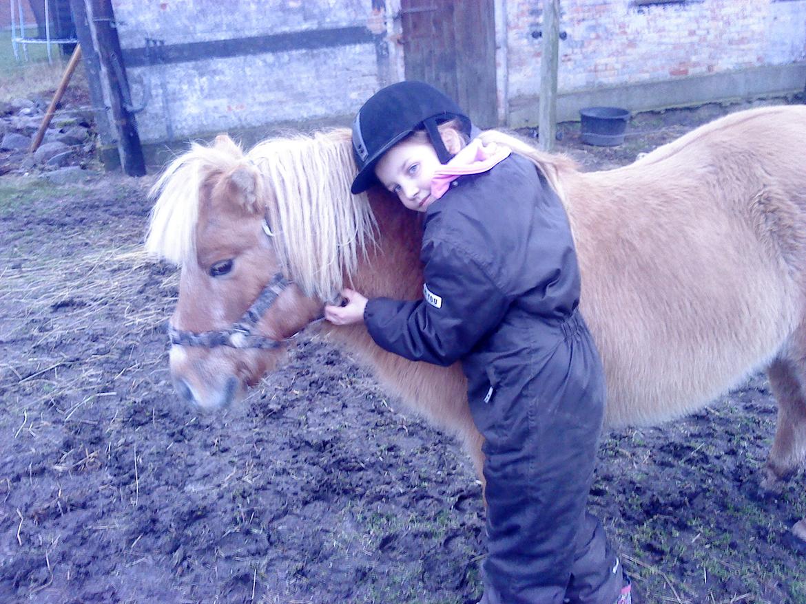 Shetlænder Desisy billede 6