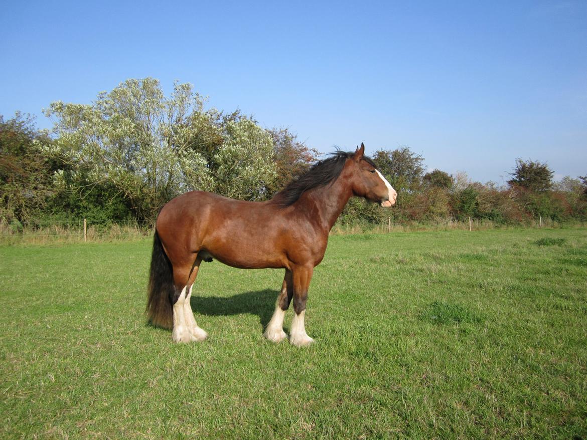 Shire Shirefarm Braveheart - solgt billede 2