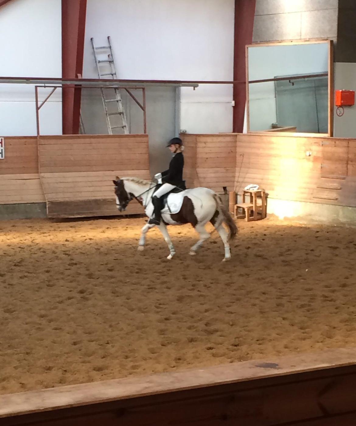 Anden særlig race Chanel - Solgt billede 29