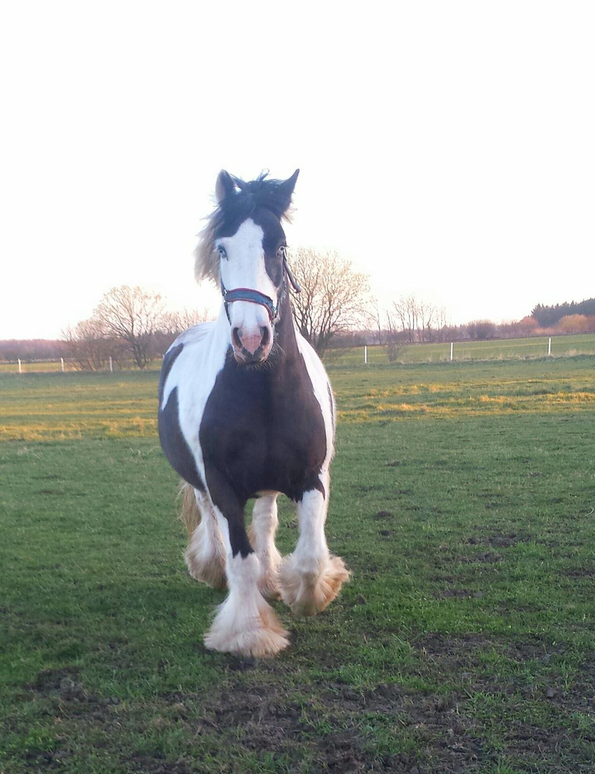 Irish Cob Willie McLeod billede 19