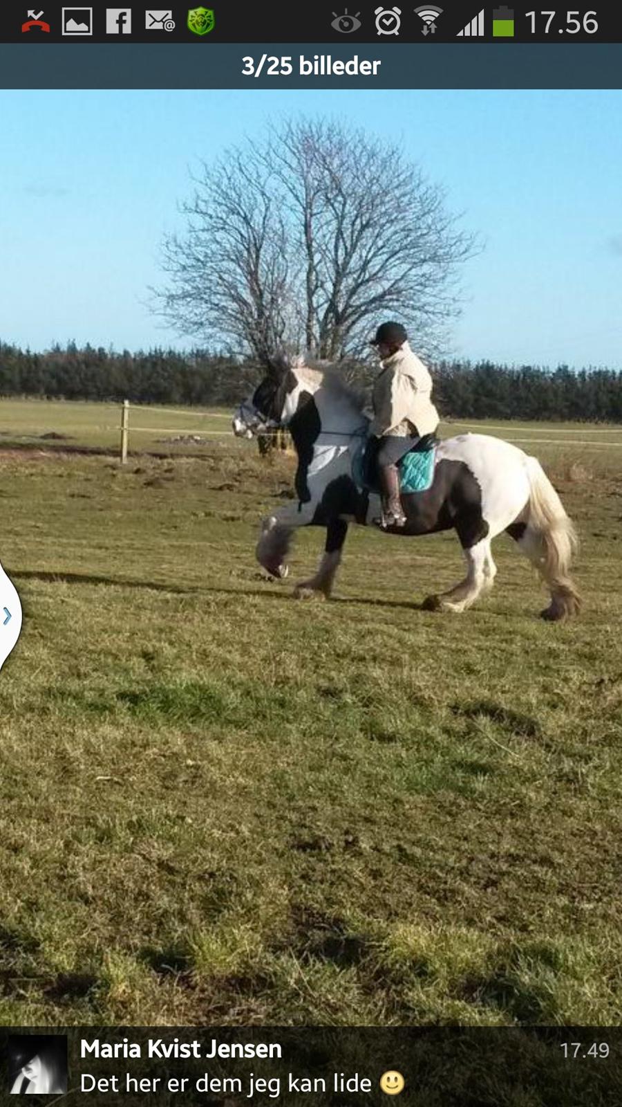 Irish Cob Willie McLeod billede 22