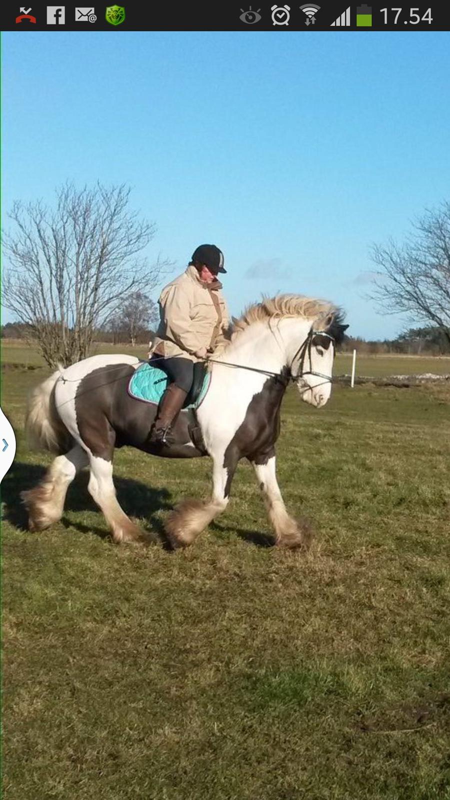 Irish Cob Willie McLeod billede 23