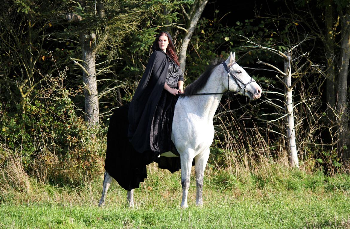 Holstener Fruerholm's Adonis *For Evigt Elsket <3* - Photoshoot med Don, inden han blev rodeo hest billede 7