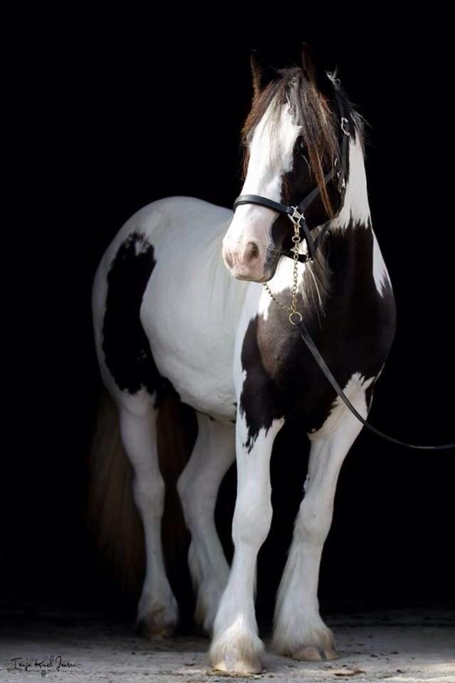 Irish Cob Bitta <3  billede 2