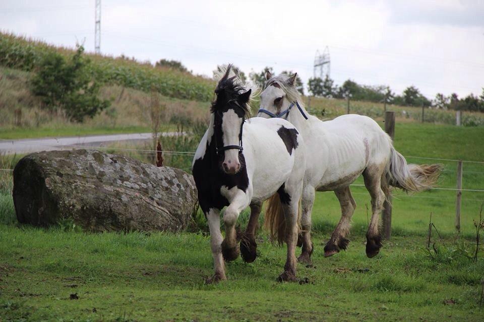 Irish Cob Bitta <3  billede 3