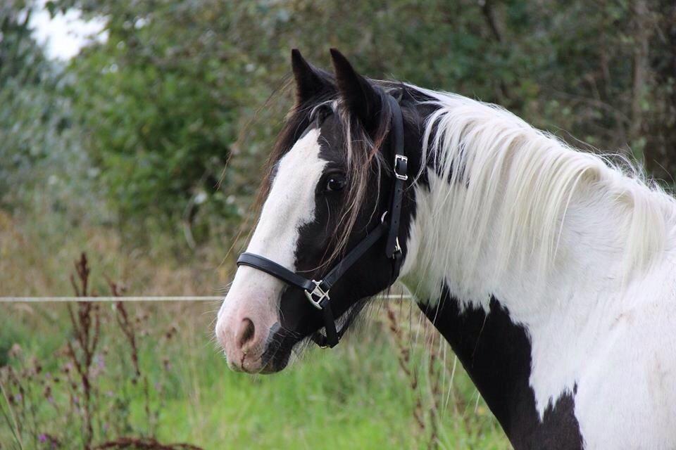 Irish Cob Bitta <3  billede 5