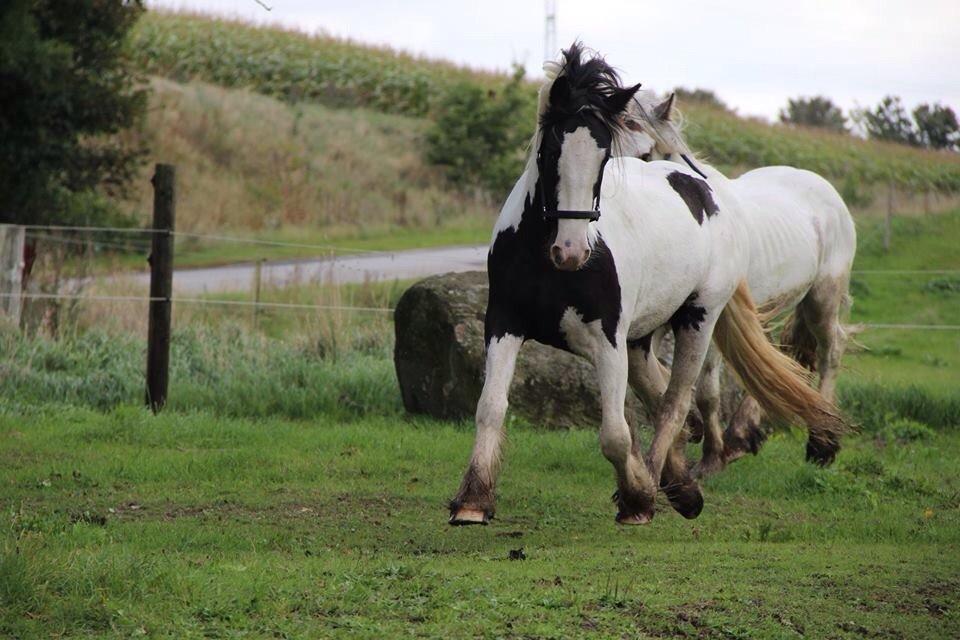 Irish Cob Bitta <3  billede 7