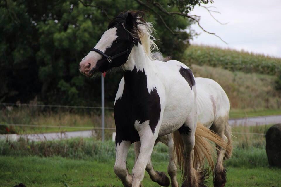 Irish Cob Bitta <3  billede 9