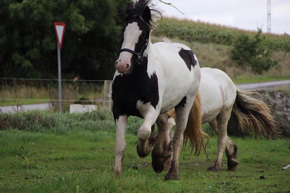 Irish Cob Bitta <3  billede 10