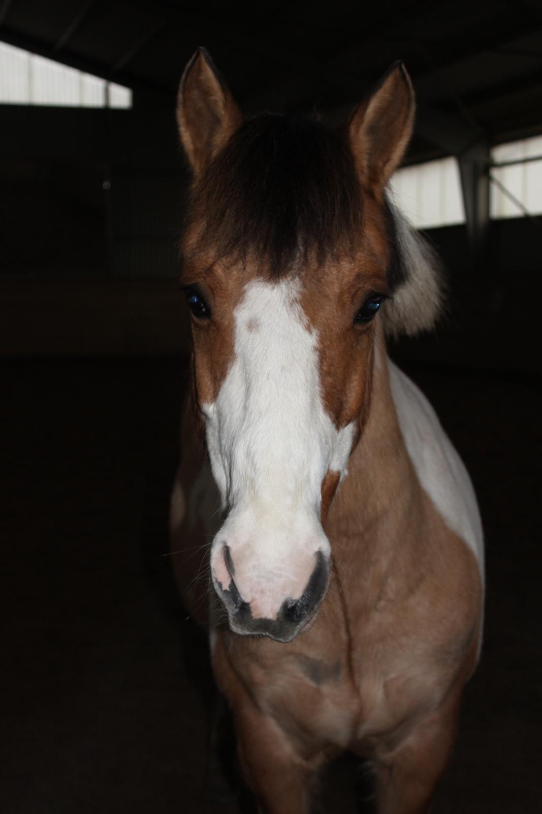 Pinto Stald poppels Hollywood Holy-man R.I.P MIN ENGEL billede 3